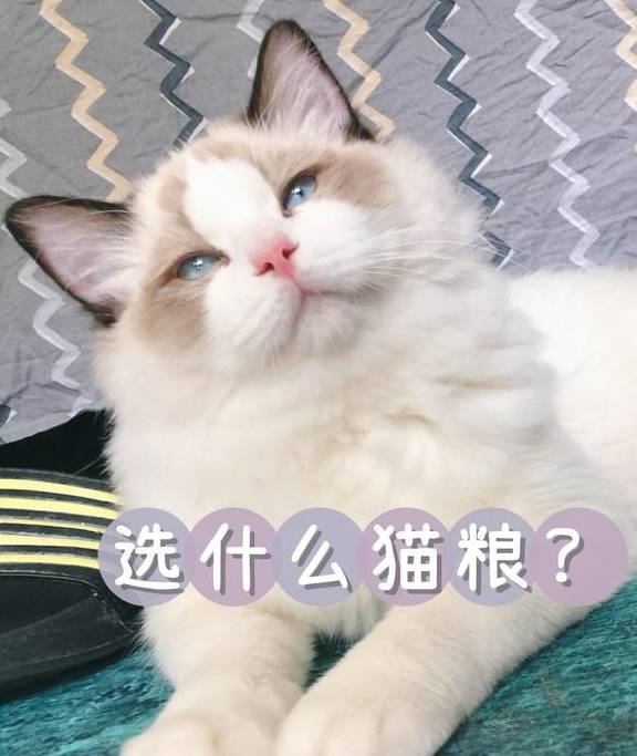 苹果什么版的手机便宜又好:猫粮什么牌子好又便宜？高性价比的无谷猫粮推荐！新手也可以盲选