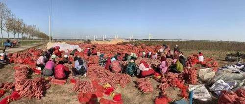 招联销售有招app苹果版:种地瓜遇滞销种西瓜也赔钱，做生意又被骗~菏泽老周无奈求助，警方已立案