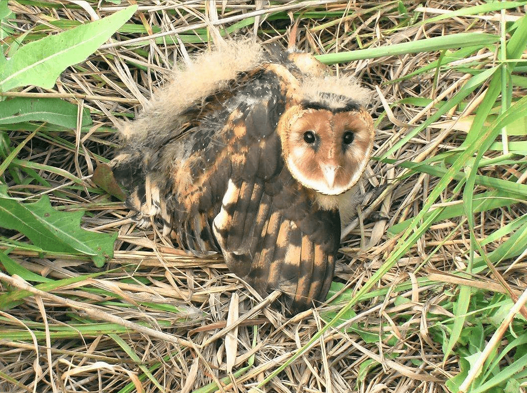 小草苹果破解版
:2010年海南村民捡回俩怪鸟，鹰身猴脸，专家直呼珍惜却拒绝救助