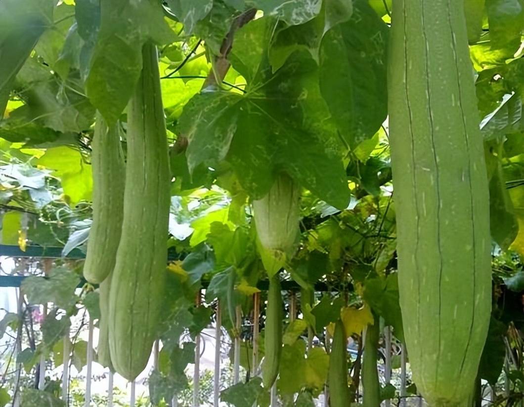 掏号猪苹果版:总是被掏干净用来喂猪，如今却成了上好野菜，城市里一斤卖20元