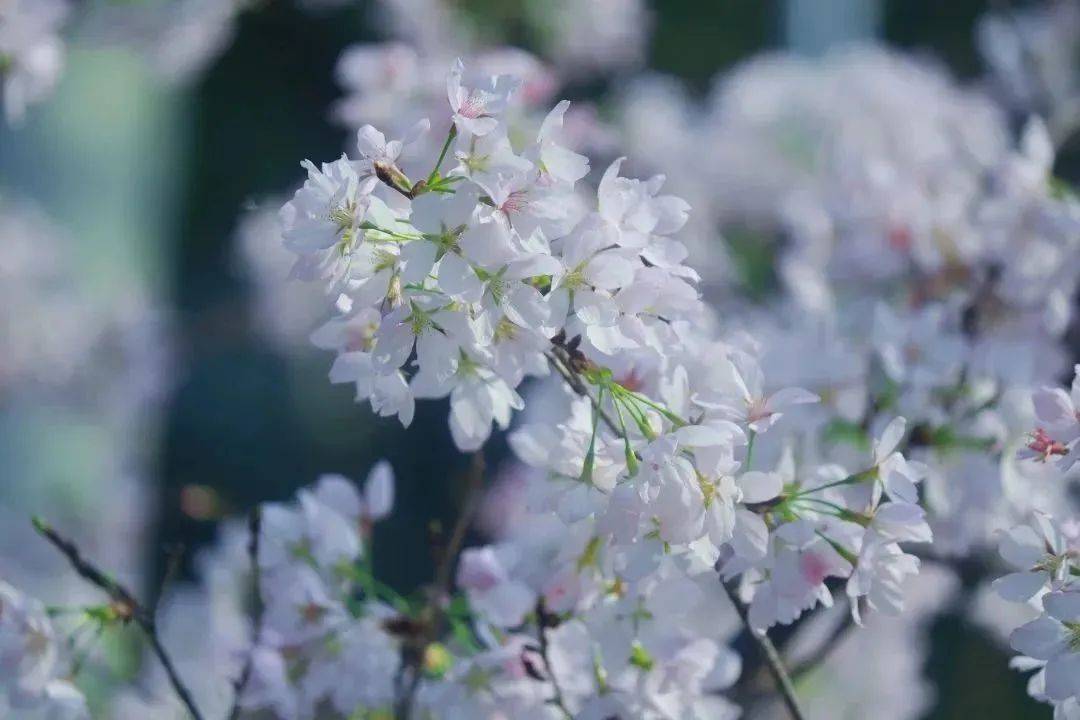 樱花动漫官网官方进入网站手机版:武汉大学：需预约！