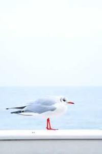 电影苹果英文版
