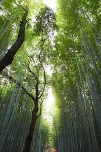 夜撸撸苹果版