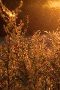 苹果vc版好不好-第1张图片-太平洋在线下载 苹果vc版好不好-第1张图片-太平洋在线下载