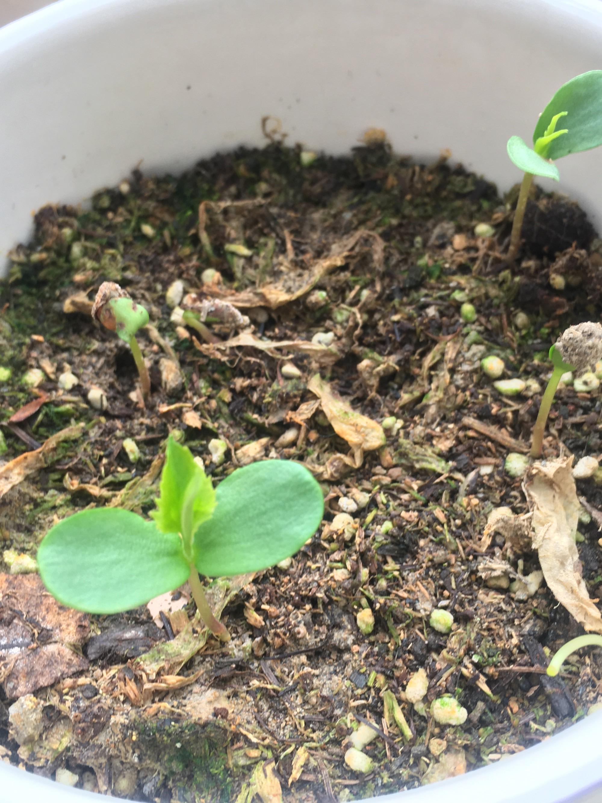 种子怎么观看苹果手机版苹果手机怎么下种子电影迅雷下载-第2张图片-太平洋在线下载