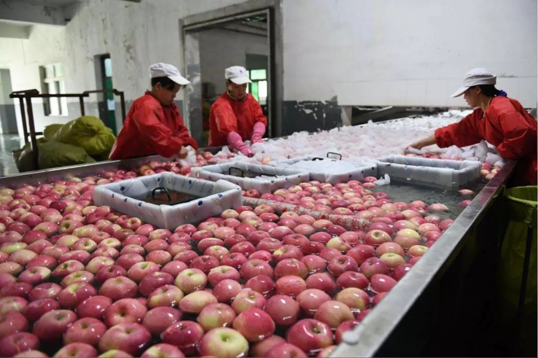 关于果农网苹果2019最新闻的信息