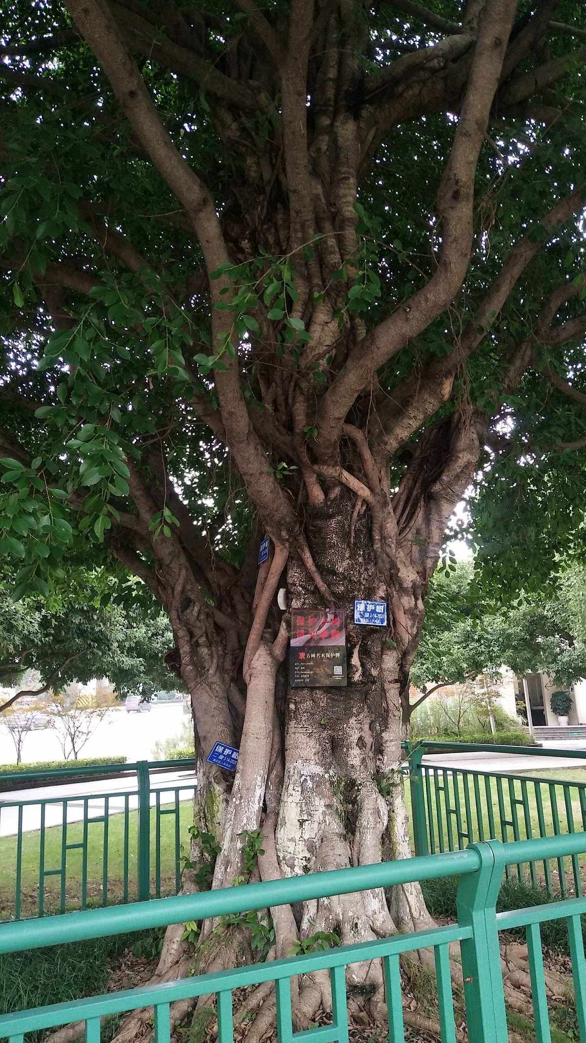 纵达苹果版航旅纵横苹果下载收费?