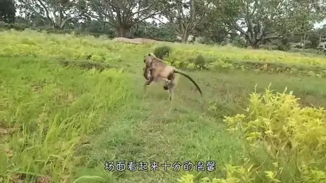 营救狐狸安卓版狐狸汉化游戏直装安卓下载