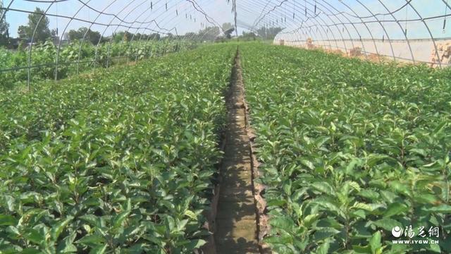 中亚棋牌苹果版十大电子游戏入口网站