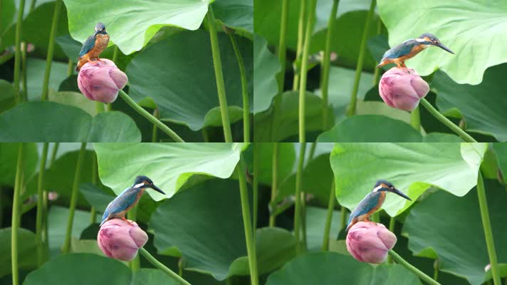 花香视频安卓版app视频在线观看