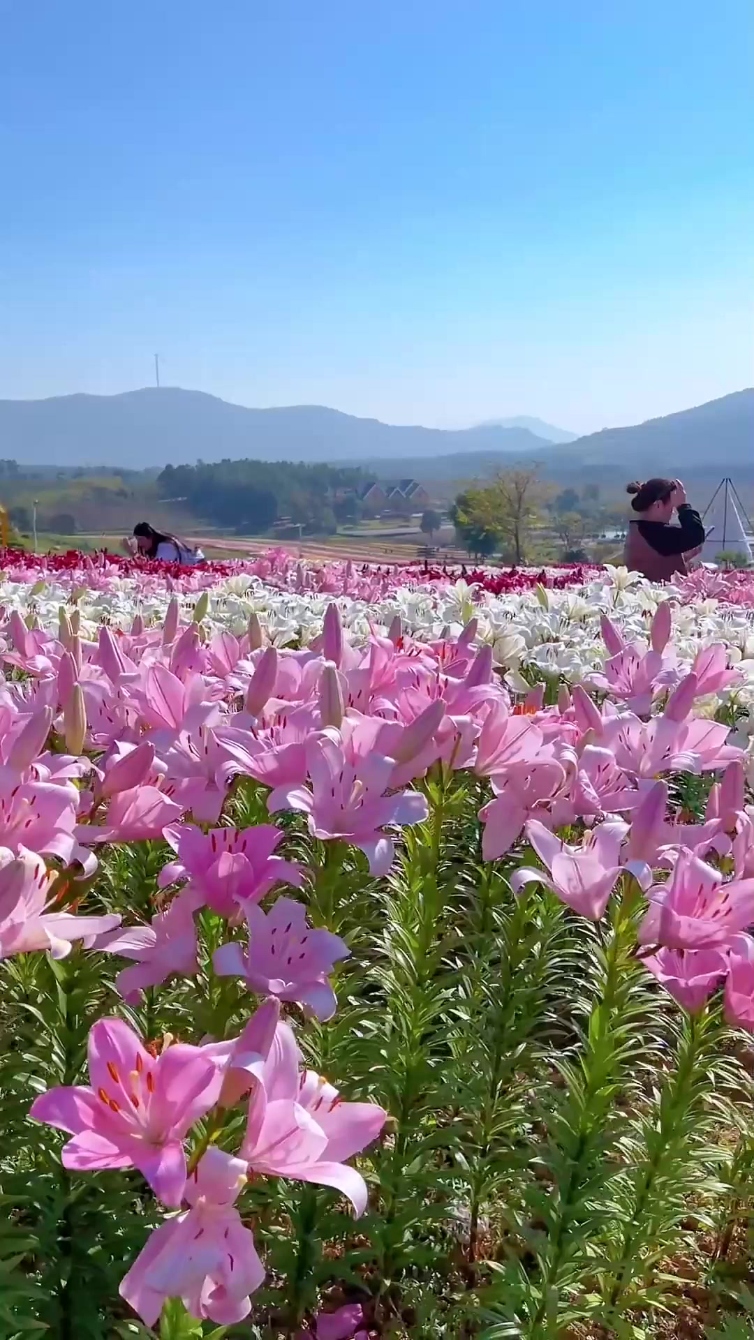 苹果版花海视频下载(苹果版花海视频下载教程)-第9张图片-有道翻译官网