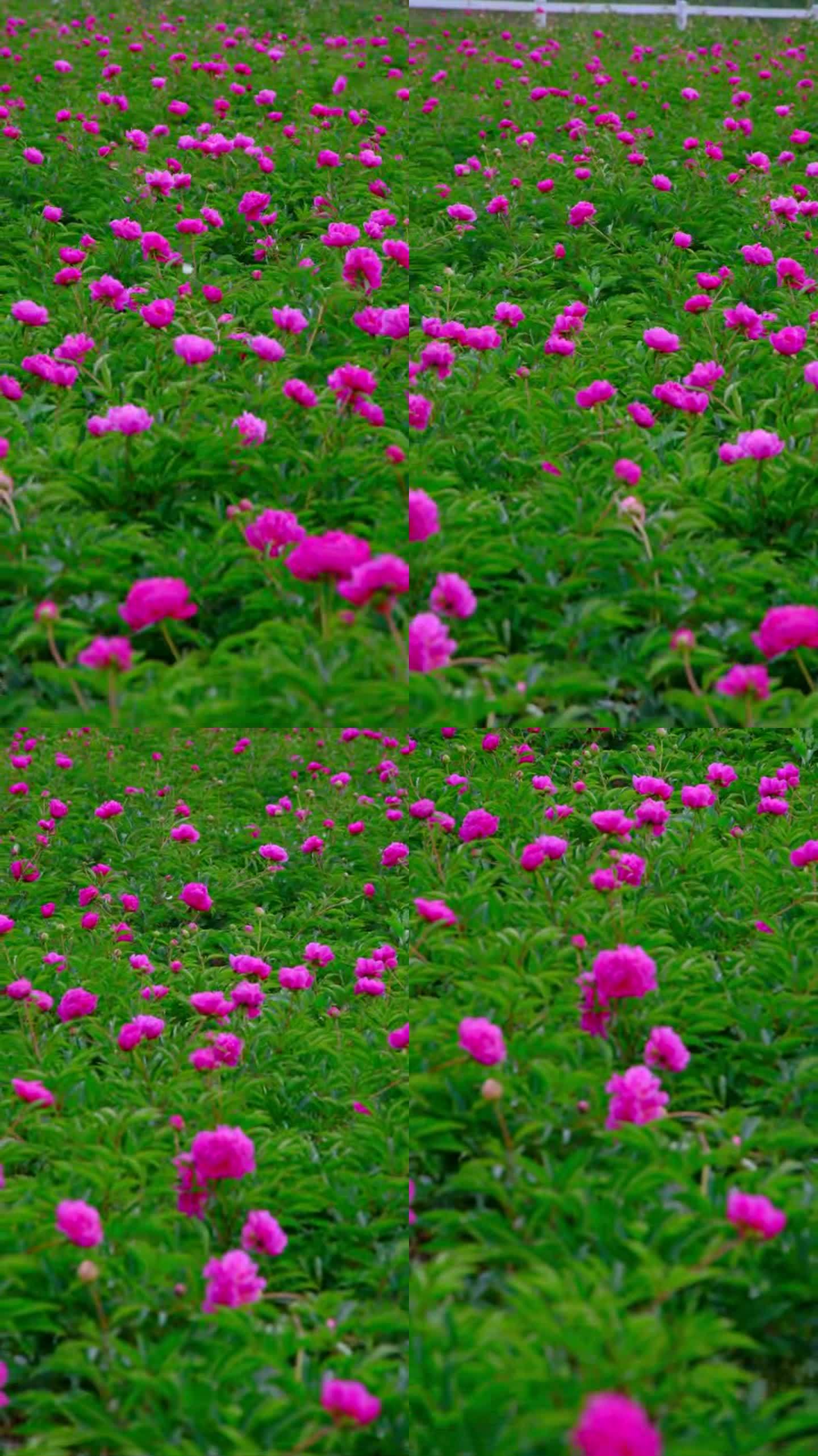 苹果版花海视频下载(苹果版花海视频下载教程)-第17张图片-有道翻译官网